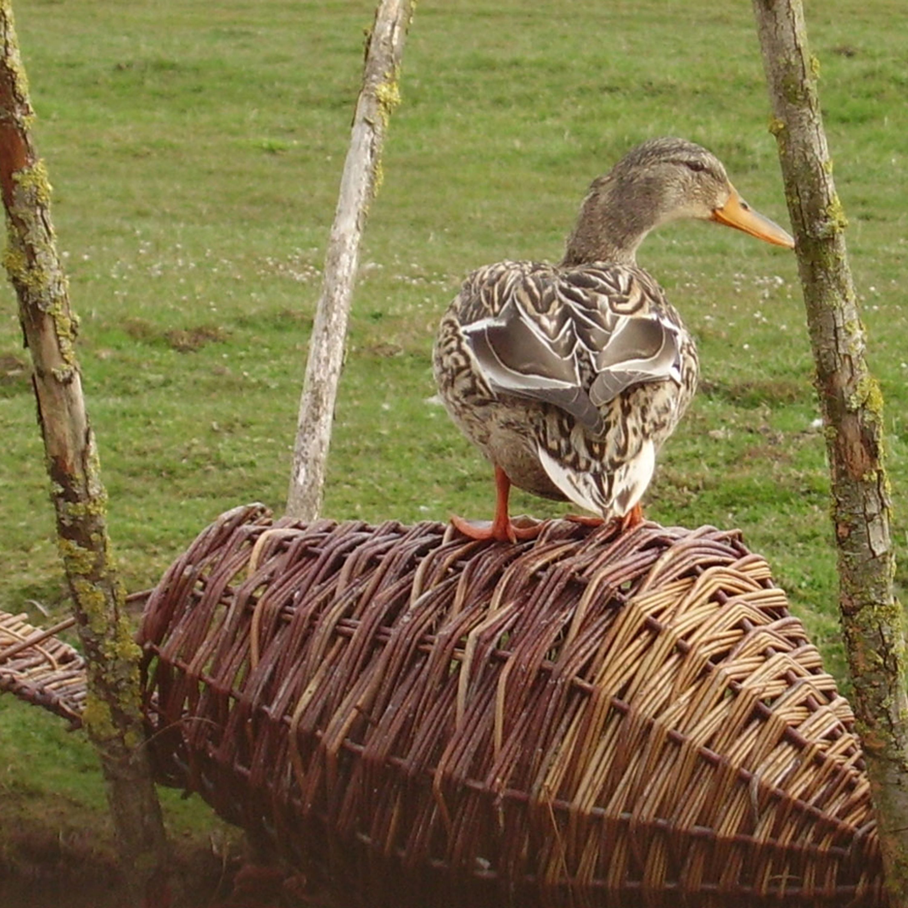 Entenkorb mit Landungsplattform | CJ Wildlife